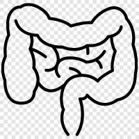bowel, intestines, gut, digestive icon svg