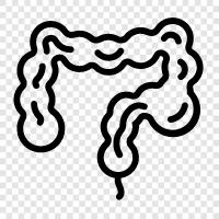 bowel, bowel movement, intestine obstruction, intestinal infection icon svg