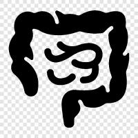 bowel, intestine function, intestinal flora, intestinal cancer icon svg