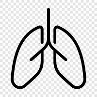 breathing, lungs, bronchus, air icon svg