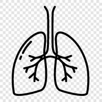 breathing, lungs, respiratory, pulmonary icon svg