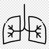 breathing, lungs, bronchi, air icon svg