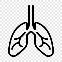 breathing, lungs, respiratory, air icon svg