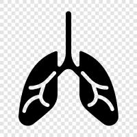 breathing, air, lungs, breathing exercises icon svg