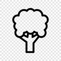 broccoli, vegetable, vegetable list, list of vegetables icon svg