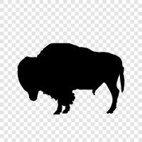 buffalo, cuttle, meet, grazing ikon svg