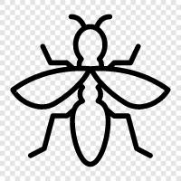 bug, beetle, fly, cricket icon svg