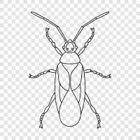 bug, fly, beetle, ant icon svg