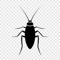 bug, insect, roach, crawler icon svg