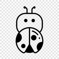 bug, insect, arthropod, Beetle icon svg
