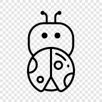 Bug, insect, arthropod, dung beetle icon svg