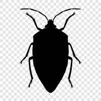 Bugs, Insects, Swarm, Flies icon svg