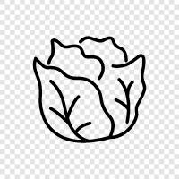 cabbage plant, cabbage leaves, cabbage seed, cabbage head icon svg