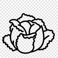 cabbage recipe, how to cook cabbage, cabbage soup, cabbage rolls icon svg