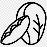 Kohlsamen, Kohlpflanze, Kohlkopf, Kohlblatt symbol