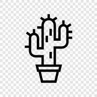 cacti, succulent, spiny, prickly icon svg