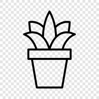 cactus, flowering, plants, succulent icon svg