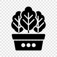 cactus, succulent, succulent garden, houseplant icon svg