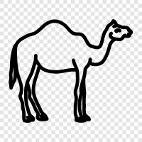 camel icon svg