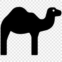 camel, livestock, meat, milk icon svg