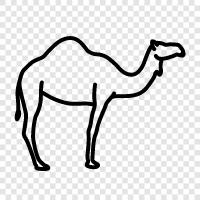 camelcamel, camelpouch, camelrider, camel icon svg