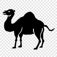 camel coat, camel hair, camel milk, camel racing icon svg