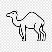 camel milk, camel milk products, camel milk protein, camel milk powder icon svg