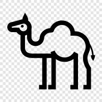 camel milk, camel urine, camel dung, camel saddle icon svg