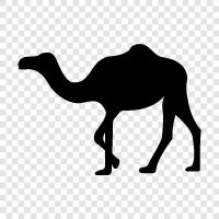 camel racing, camel racing events, camel racing tips, camel racing training icon svg