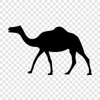 camelback, camel riding, camel trekking, camel safari icon svg