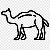 camels, Camelidae, Bactrian camels, dromed icon svg