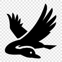 Canada, migratory, waterfowl, domesticated icon svg