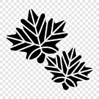 Kanadisch, Maple, Leaf, Maple Leaf Tobacco symbol