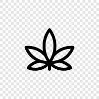 Cannabis, Cannabinoids, Medical Cannabis, Medical Marijuana Dispensaries icon svg