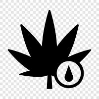 Cannabisöl, Cannabisöl zum Verkauf, Dabs, Konzentrate symbol