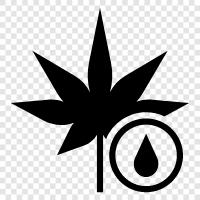 Cannabis oil for sale, Cannabis oil for chronic, Cannabis oil icon svg