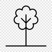 canopy, branches, leaves, needles icon svg