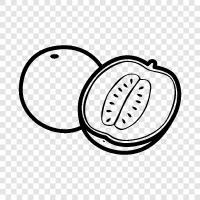 cantaloupe, melon, fruit, sweet icon svg