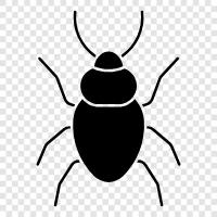 car, bug, cars, driving icon svg