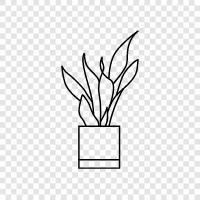carnivorous plant, succulent, houseplant, indoor plant icon svg