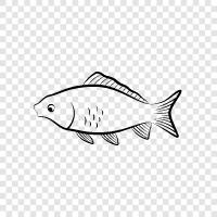 carp fishing, carp fishing tips, carp fish icon svg