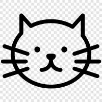 cat pictures, pictures of cats, funny cat pictures, cute cat pictures icon svg