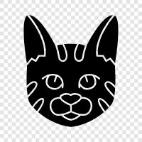 cats, breed, pedigree, european shorthair icon svg