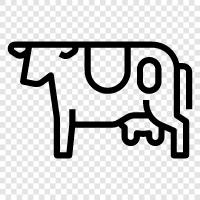 cattle ranching, cattle farming, cattle feed, cattle health icon svg