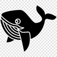 Cetacea, Aquatic, Migratory, Cetacean icon svg