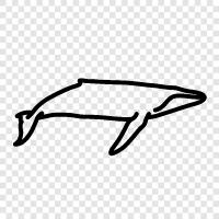 Cetacean, Humpback Whale, Megaptera novae, Whale icon svg