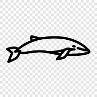 cetacean, marine mammal, ocean, blue icon svg