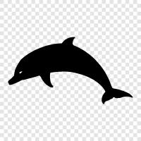 cetacean, marine, mammal, tarpon icon svg