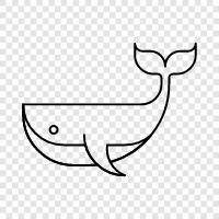 Cetacean, Megalodon, Humpback, Sperm icon svg