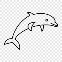 cetacean, marine mammals, aquatic mammals, marine conservation icon svg